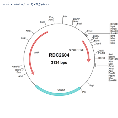 R&D Systems RDC2604 image 1
