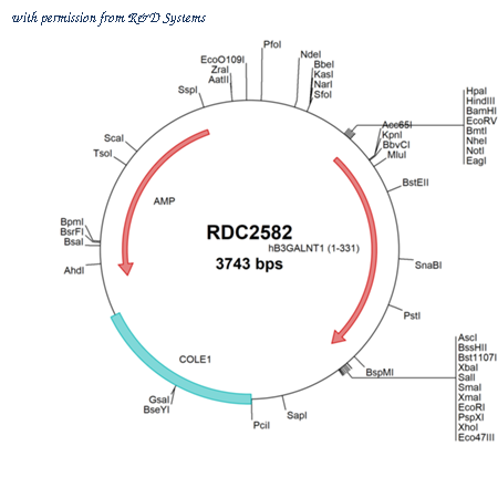 R&D Systems RDC2582 image 1