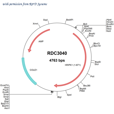 R&D Systems RDC3040 image 1
