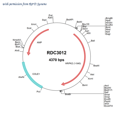 R&D Systems RDC3012 image 1