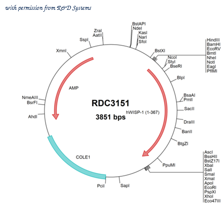 R&D Systems RDC3151 image 1