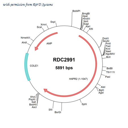R&D Systems RDC2991 image 1
