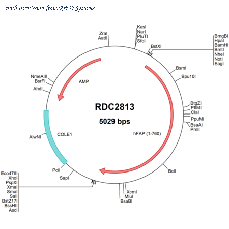 R&D Systems RDC2813 image 1