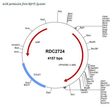 R&D Systems RDC2724 image 1