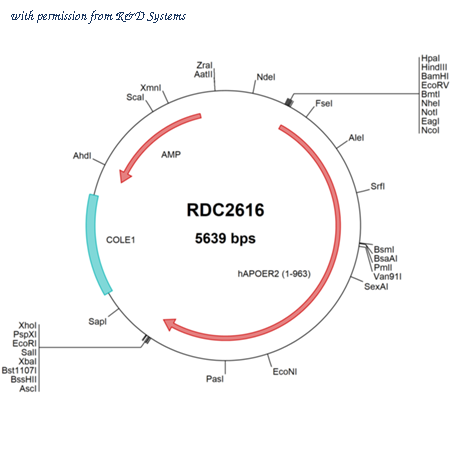 R&D Systems RDC2616 image 1