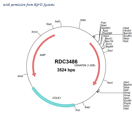 R&D Systems RDC3486 image 1