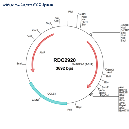 R&D Systems RDC2920 image 1
