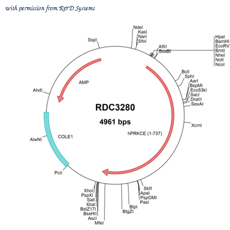 R&D Systems RDC3280 image 1