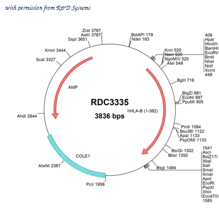 R&D Systems RDC3335 image 1