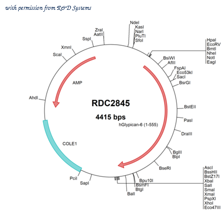 R&D Systems RDC2845 image 1