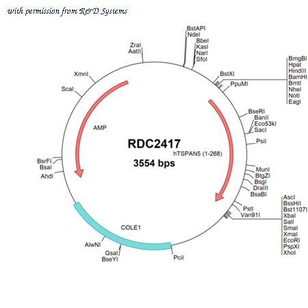 R&D Systems RDC2417 image 1