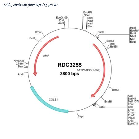 R&D Systems RDC3255 image 1