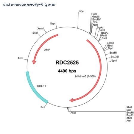 R&D Systems RDC2525 image 1