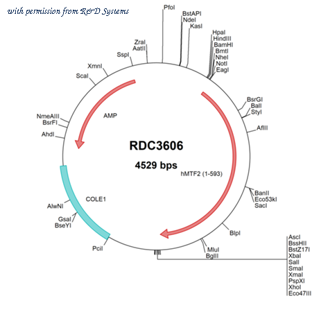 R&D Systems RDC3606 image 1