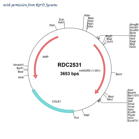 R&D Systems RDC2531 image 1