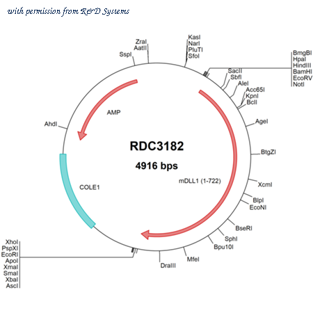 R&D Systems RDC3182 image 1