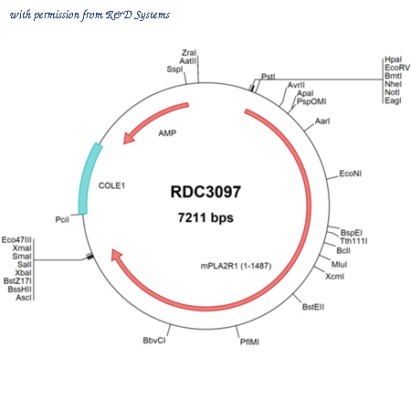R&D Systems RDC3097 image 1