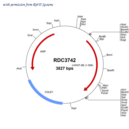 R&D Systems RDC3742 image 1