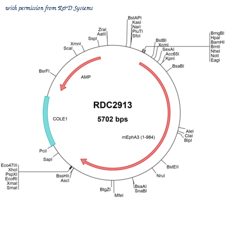 R&D Systems RDC2913 image 1