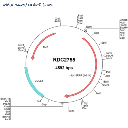 R&D Systems RDC2755 image 1