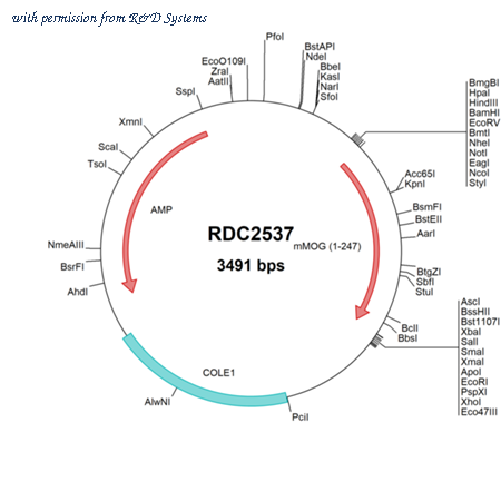 R&D Systems RDC2537 image 1