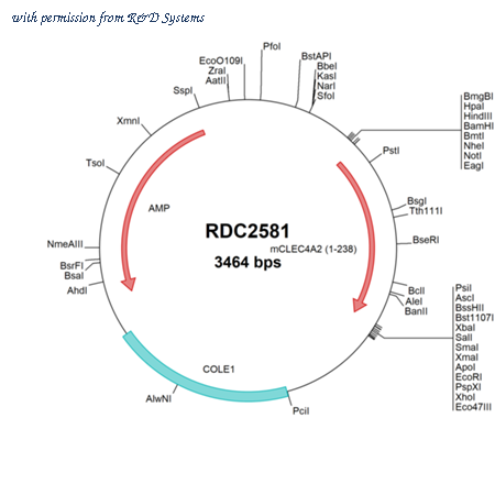 R&D Systems RDC2581 image 1
