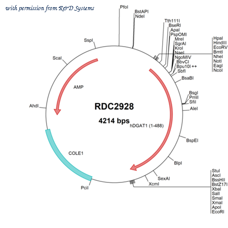 R&D Systems RDC2928 image 1