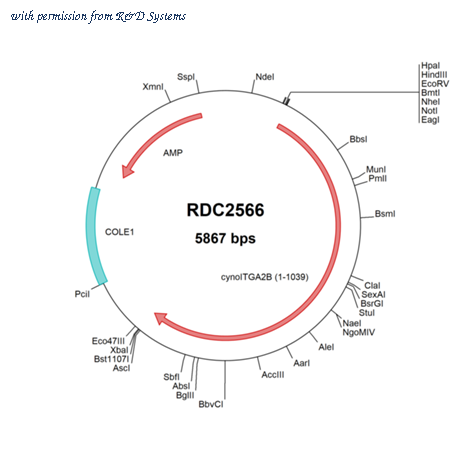 R&D Systems RDC2566 image 1
