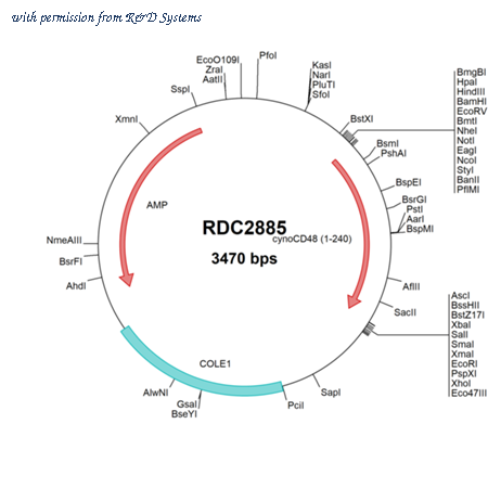 R&D Systems RDC2885 image 1