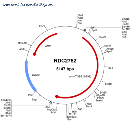 R&D Systems RDC2752 image 1