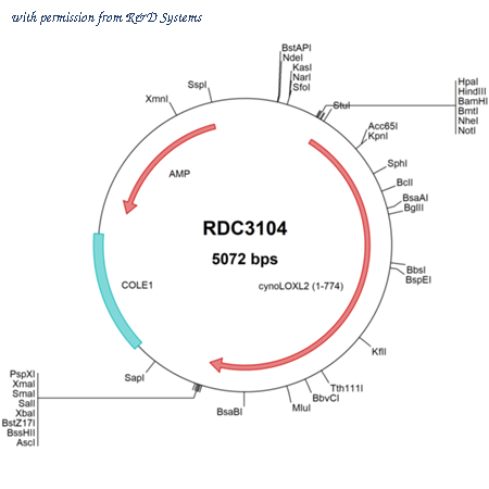 R&D Systems RDC3104 image 1
