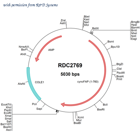 R&D Systems RDC2769 image 1