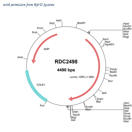 R&D Systems RDC2498 image 1