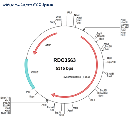 R&D Systems RDC3563 image 1