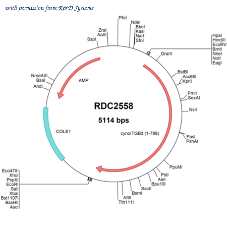 R&D Systems RDC2558 image 1