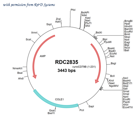 R&D Systems RDC2835 image 1