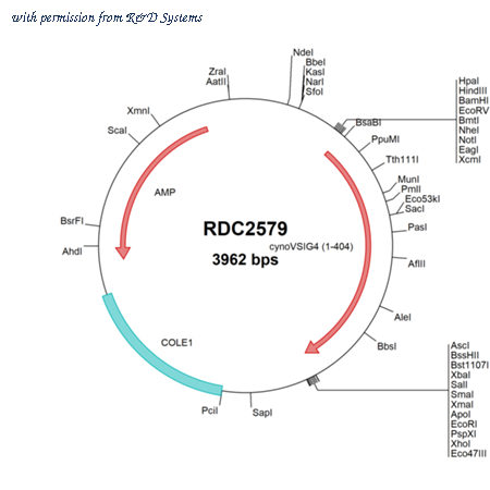 R&D Systems RDC2579 image 1