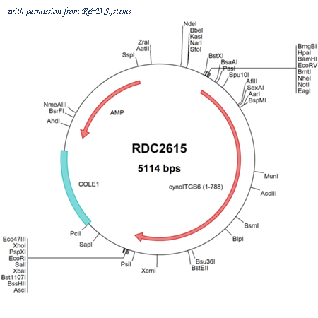 R&D Systems RDC2615 image 1