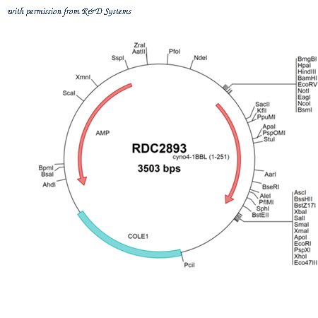 R&D Systems RDC2893 image 1