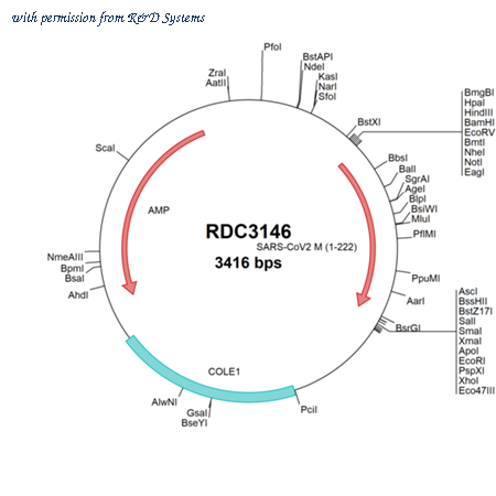 R&D Systems RDC3146 image 1