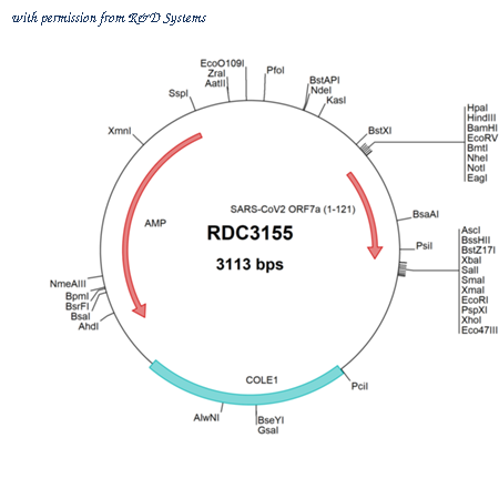 R&D Systems RDC3155 image 1