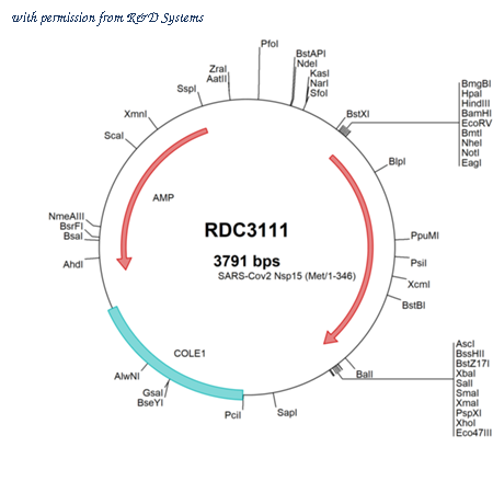 R&D Systems RDC3111 image 1