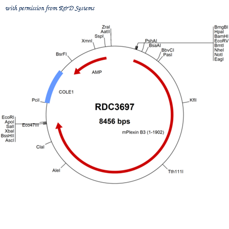 R&D Systems RDC3697 image 1