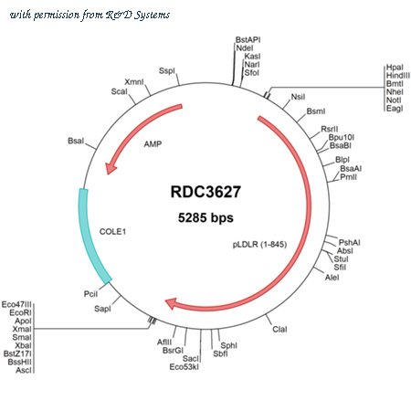 R&D Systems RDC3627 image 1