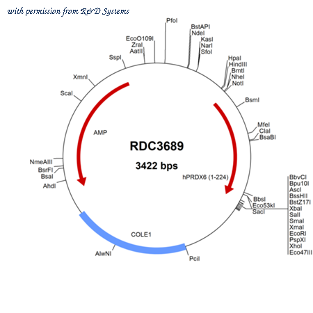 R&D Systems RDC3689 image 1