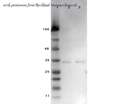 Rockland Immunochemicals 600-401-882-RTU image 1