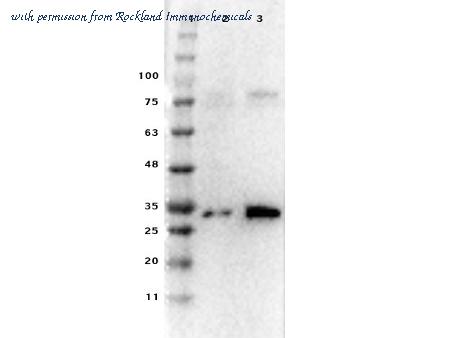 Rockland Immunochemicals 600-401-965-RTU image 1