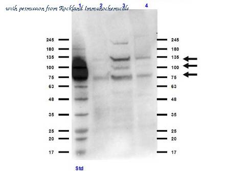 Rockland Immunochemicals 600-401-GU0 ͼ 1