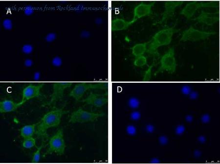 Rockland Immunochemicals 600-401-GU5 image 1