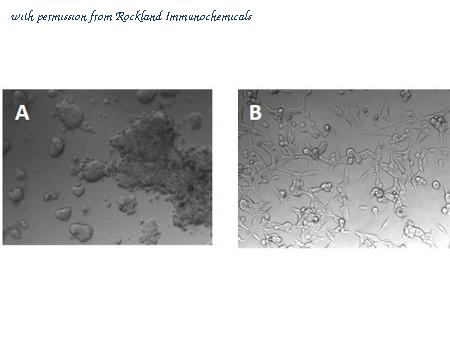 Rockland Immunochemicals 001-G70-MF1 image 1